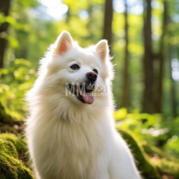 北京艾美犬舍-购宠-妙门养生体验网