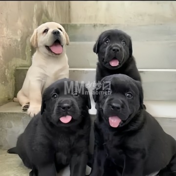 通州梨园宠物交易市场