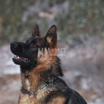 北京K1犬舍-购宠-妙门养生体验网