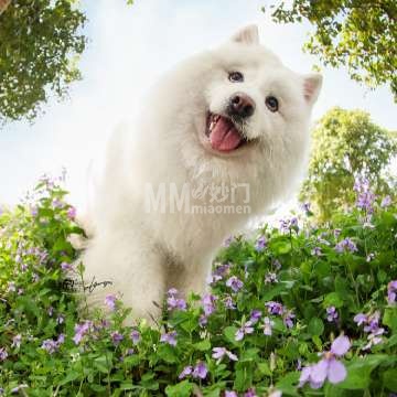 北京伯羽宠物寄养-其他宠物服务-妙门养生体验网