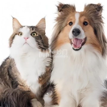 北京宠爱万家动物诊所-宠物医院-妙门养生体验网