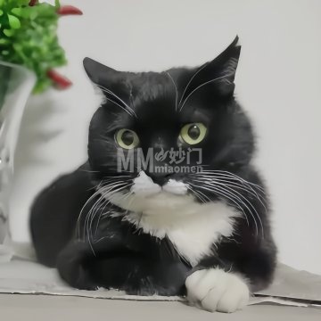 拐角猫宠物用品