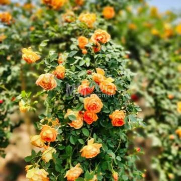 北京园博园-玫瑰沟-自然景观-妙门养生体验网