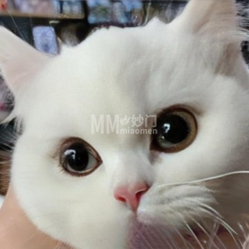 万千宠猫社（馨瑞嘉园店）-宠物店-妙门养生体验网