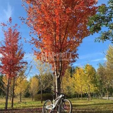 雁沐霞林-自然景观-妙门养生体验网