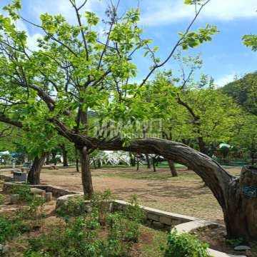 黄花城水长城-明代板栗园