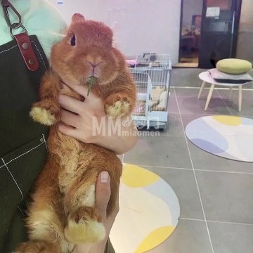 一窝宠物兔（后海店）-购宠-妙门养生体验网