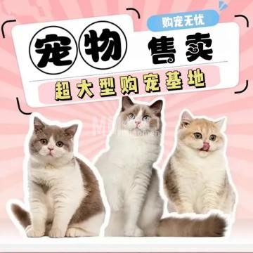 北京云宠宠物猫舍犬舍-购宠-妙门养生体验网
