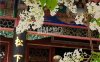 戒台寺(4A)