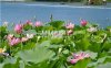 莲花池公园(2A)