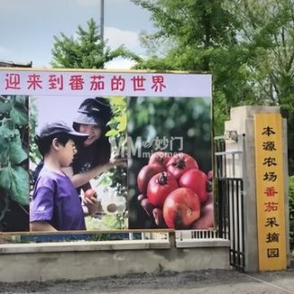 本源农场番茄采摘园