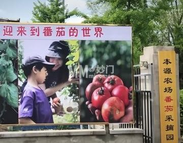 本源农场番茄采摘园