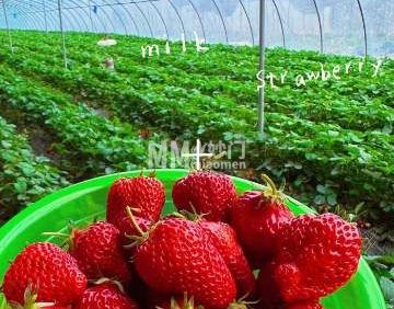 金潍多草莓采摘基地