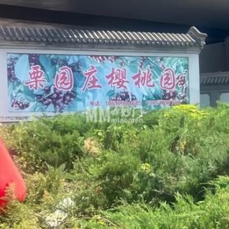 栗园庄南山樱桃采摘园