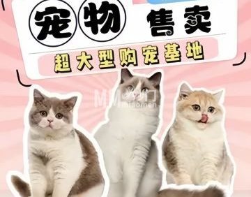 北京萌宠阁猫舍犬舍购宠基地