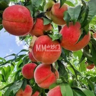 大桃采摘新宇桃园（平谷店）