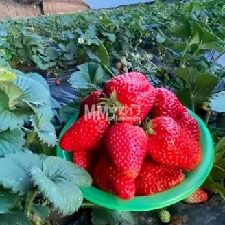 美心草莓园
