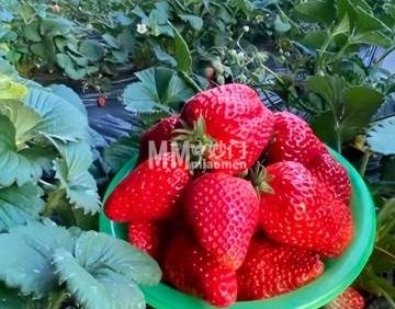美心草莓园