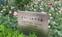三里河三区月季园