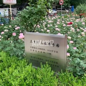 三里河三区月季园