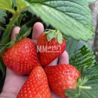 金牌草莓采摘园