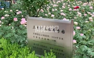 三里河三区月季园