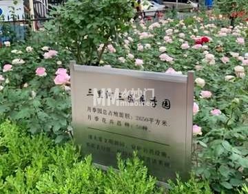 三里河三区月季园