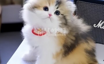 爱宠宠物（向阳南街店）