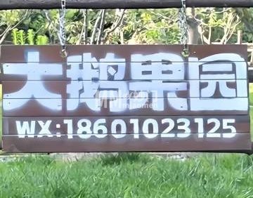 大鹅果园.烧烤.露营