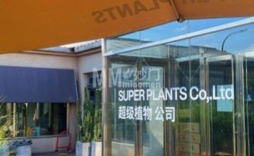 超级植物SUPER PLANTS（工作室店）