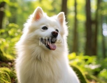 北京艾美犬舍