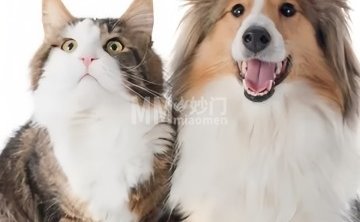 北京宠爱万家动物诊所