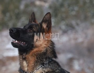 北京K1犬舍