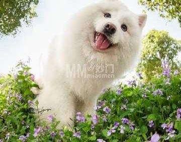 北京伯羽宠物寄养
