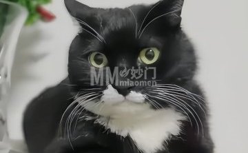 拐角猫宠物用品