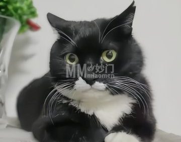 拐角猫宠物用品