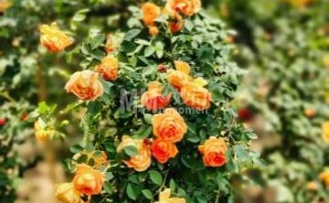 北京园博园-玫瑰沟