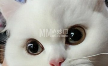 万千宠猫社（馨瑞嘉园店）