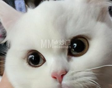 万千宠猫社（馨瑞嘉园店）