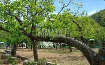 黄花城水长城-明代板栗园