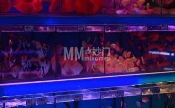 伟峰水族（湾子店）