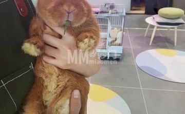 一窝宠物兔（后海店）