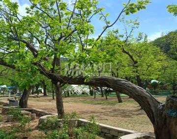 黄花城水长城-明代板栗园