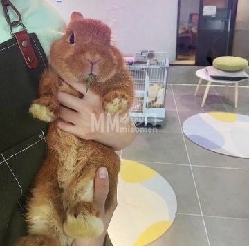 一窝宠物兔（后海店）