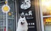 犬&窝宠物生活馆（石景山店）