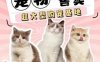北京云宠宠物猫舍犬舍