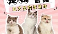 北京云宠宠物猫舍犬舍