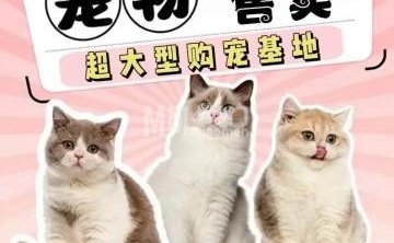 北京云宠宠物猫舍犬舍
