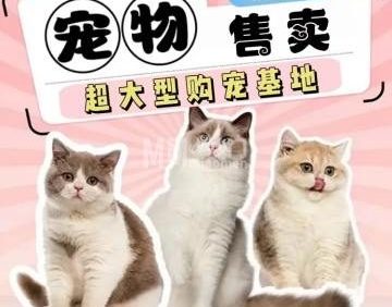 北京云宠宠物猫舍犬舍