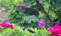 百花园